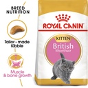 Feline Breed Nutrition British Shorthair Kitten