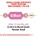Feline Breed Nutrition Persian Kitten