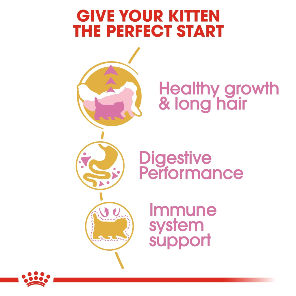 Feline Breed Nutrition Persian Kitten