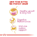 Feline Breed Nutrition Persian Kitten