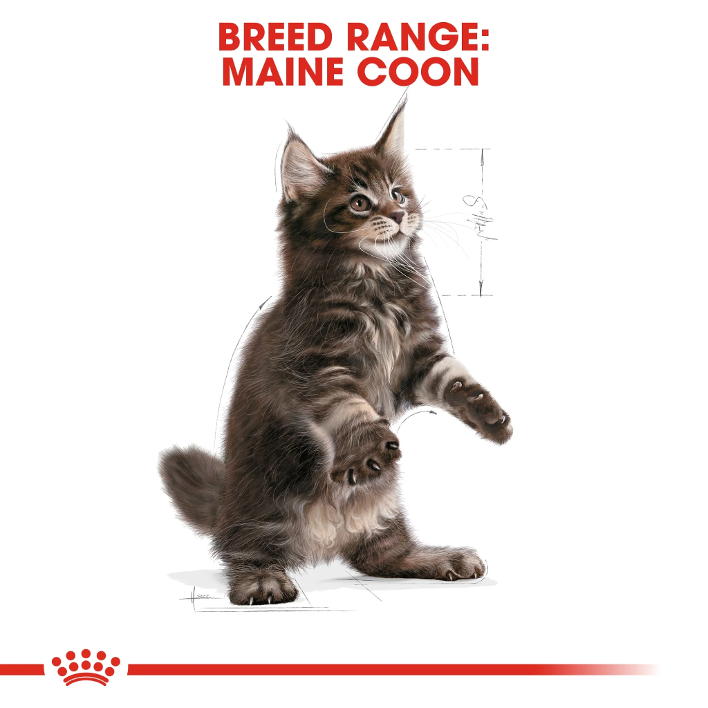 Feline Breed Nutrition Maine Coon Adult 2KG