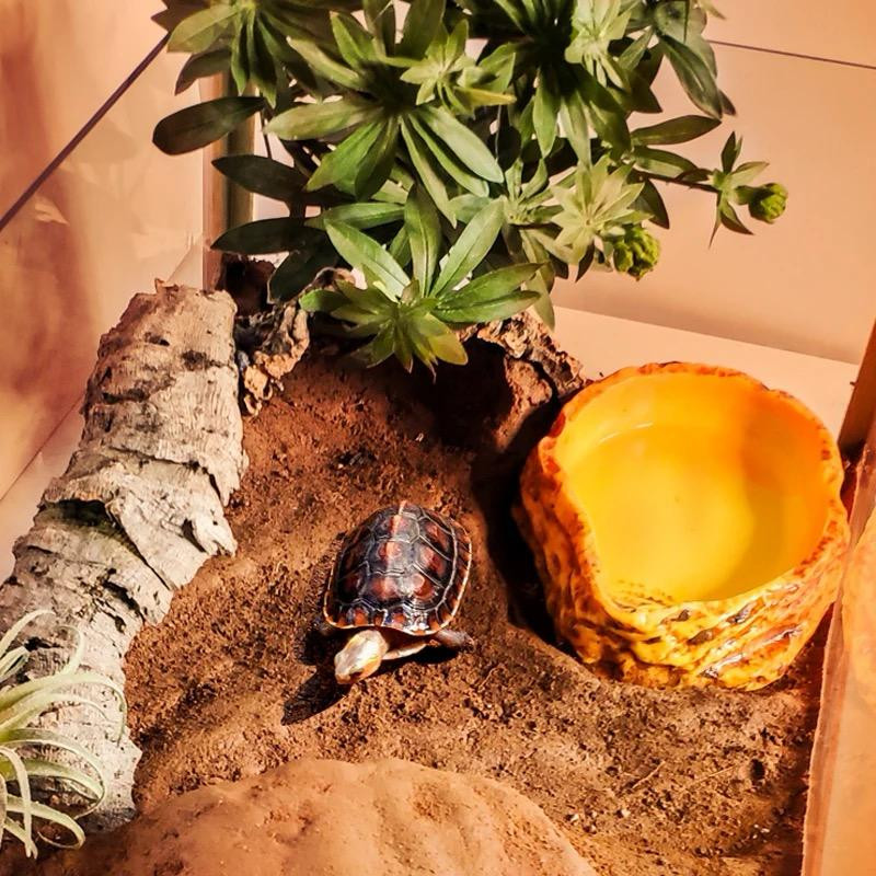 Turtle bowl medium