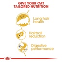 Feline Breed Nutrition Persian Adult