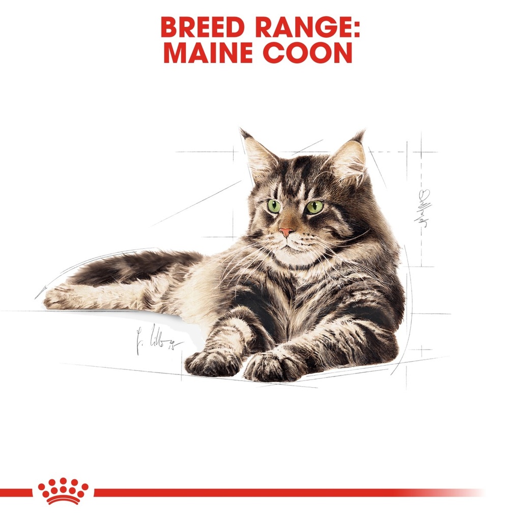 Feline Breed Nutrition Maine Coon Adult 2KG