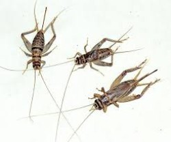 Feeder Crickets M/L (Pack of approx. 60pcs)
