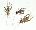 Feeder Crickets M/L (Pack of approx. 60pcs)
