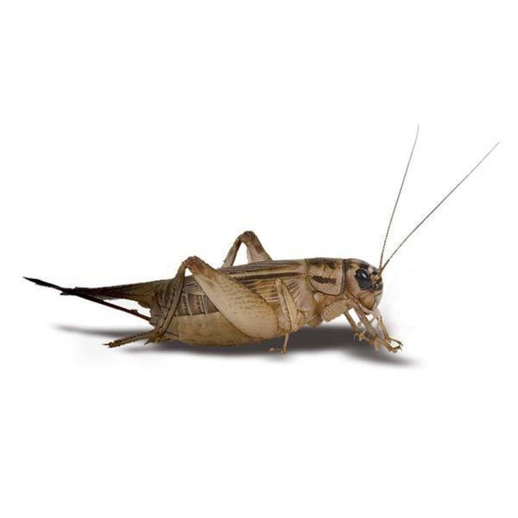 Feeder Crickets M/L (Pack of approx. 60pcs)
