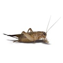 Feeder Crickets M/L (Pack of approx. 60pcs)
