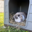 Duvo+ Herbal Hay Dandelion - 500 g