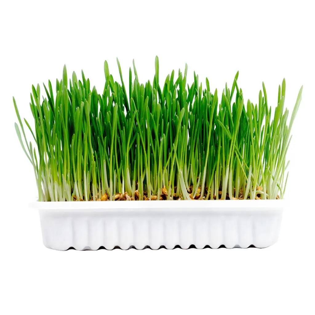  Duvo+ Cat Grass Kit - 70g - 17, 5x13x3cm