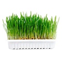  Duvo+ Cat Grass Kit - 70g - 17, 5x13x3cm