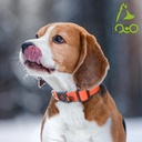 DOCO® Signature Nylon Collar-1.5 x 27-37cm (S)
