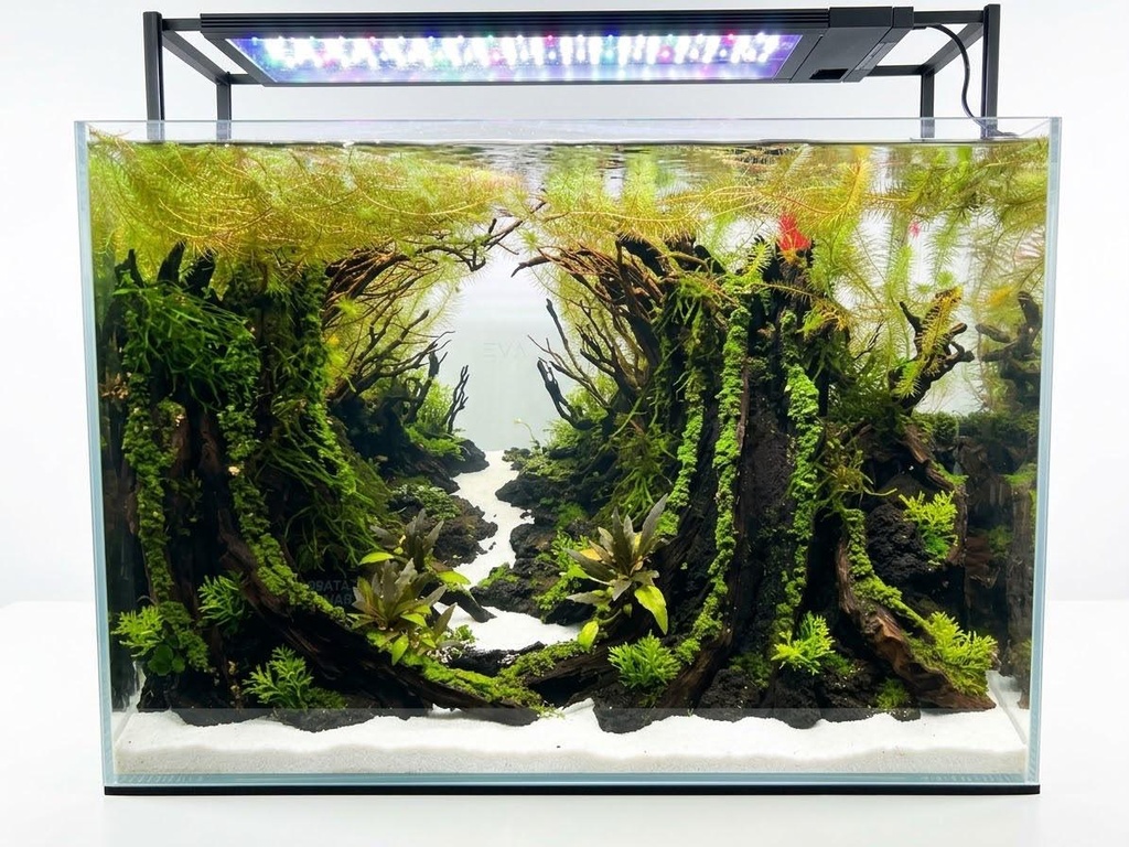 Forest Portal Aquascape Set Up 50.33.35