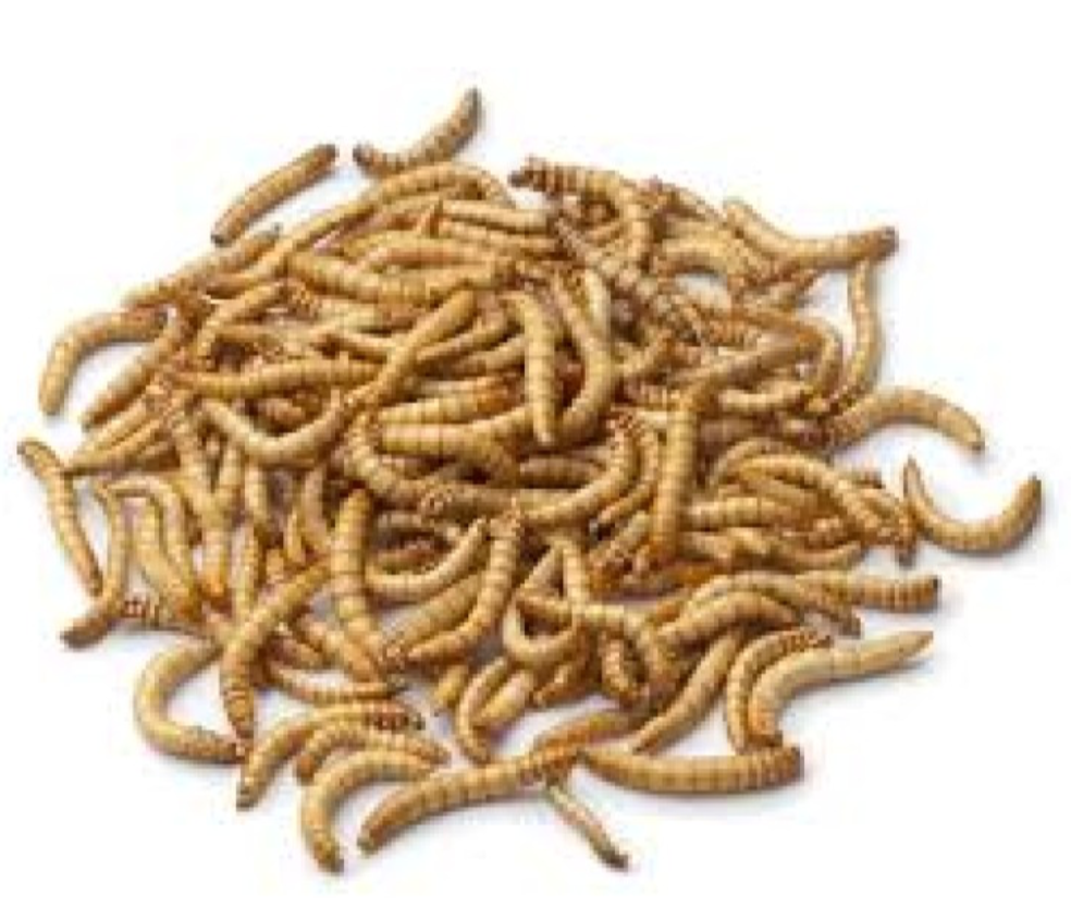 Feeder Mealworms (Bulk pack 50g)