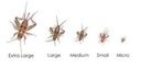 Feeder Crickets M/L (Pack of approx. 60 pcs)