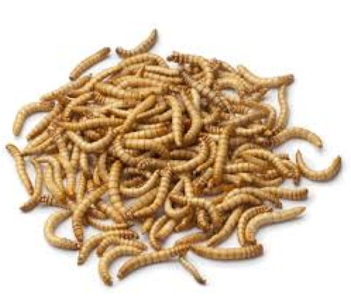 [9999990010452] Feeder Mealworms (Bulk pack 50g)