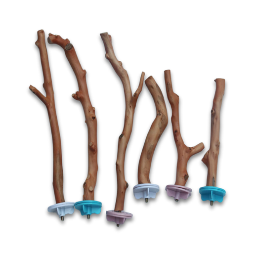 Parrots Standing Stick