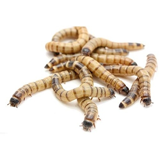 [9999990005137] Feeder Superworms (Pack of 20 pcs)