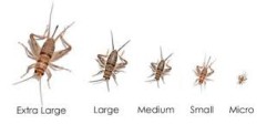 [9999990005106] Feeder Crickets M/L (Pack of approx. 60 pcs)