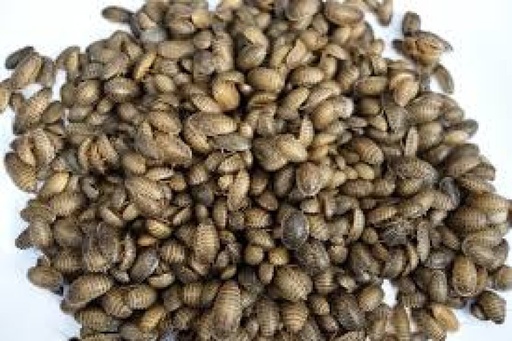 [9999990010834] Feeder Dubia Roaches M (pack of 20 PCS)