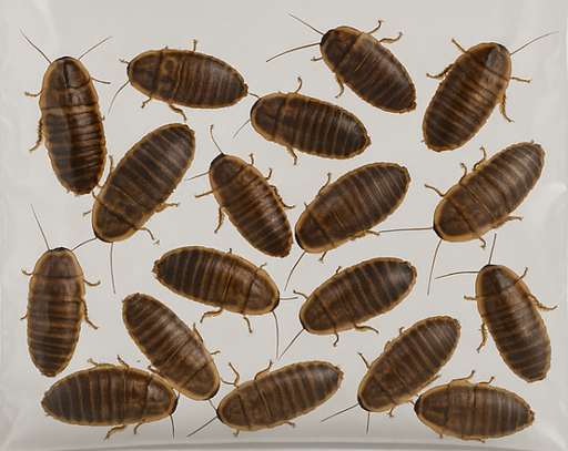 [9999990010834] Feeder Dubia Roaches M (pack of 20 PCS)