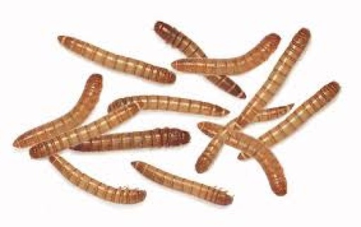 [9999990005113] Feeder Mealworm (Pack of approx. 100 pcs)