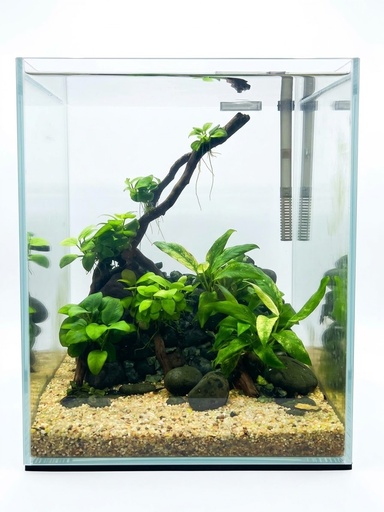 Planted Cube Tank 25 x 25 x 30 B2